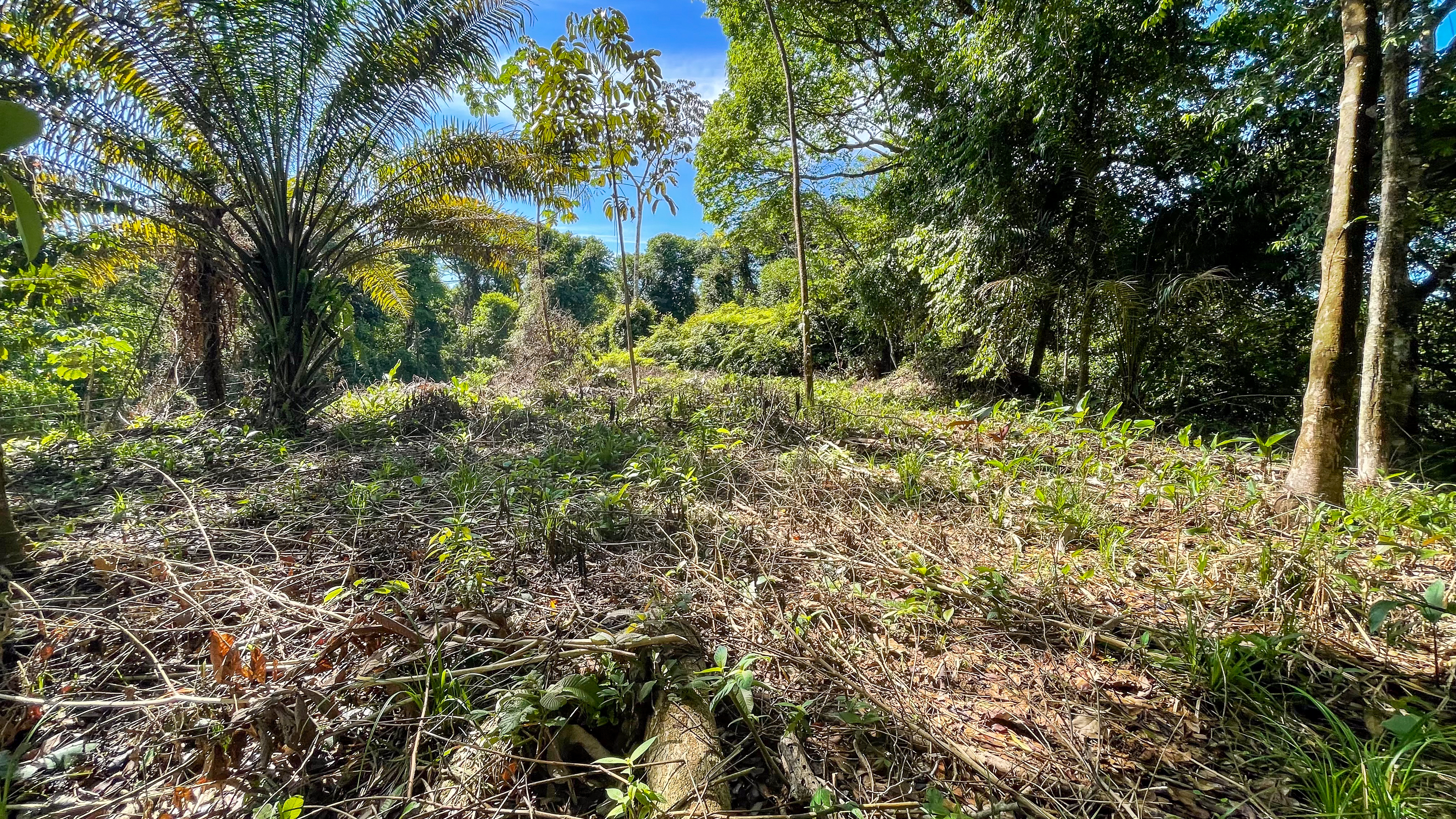 Tucked-Away Jungle Lot at the End of a Quiet Road — Ojochal, Costa Rica selected