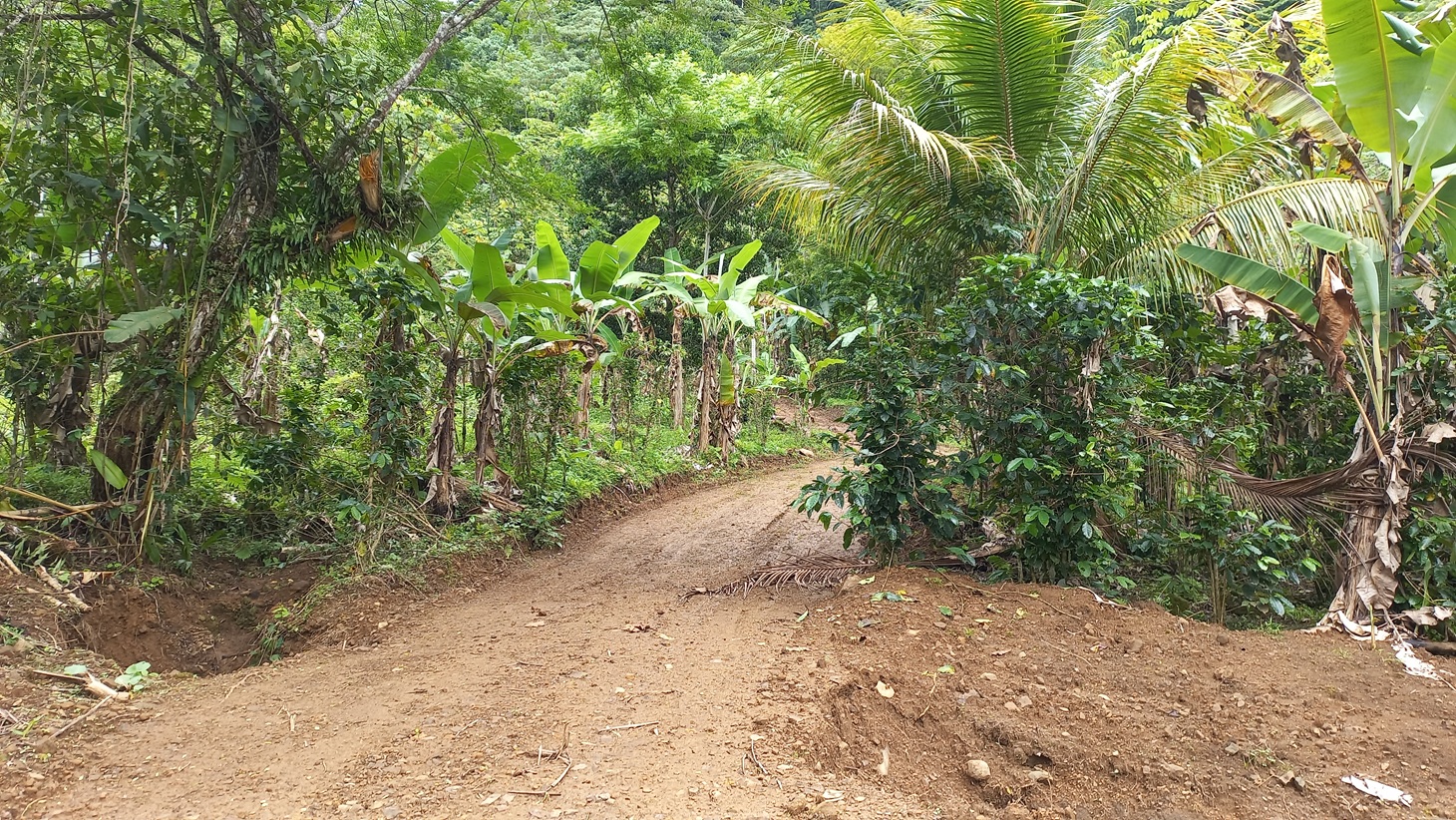 Mountain View Land with Several Building Sites and Mature Fruit Trees selected