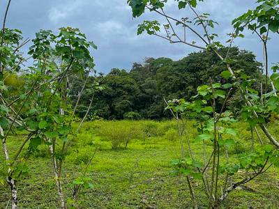 Rare Titled Beachside Development Opportunity Steps from Playa Chaman image 2