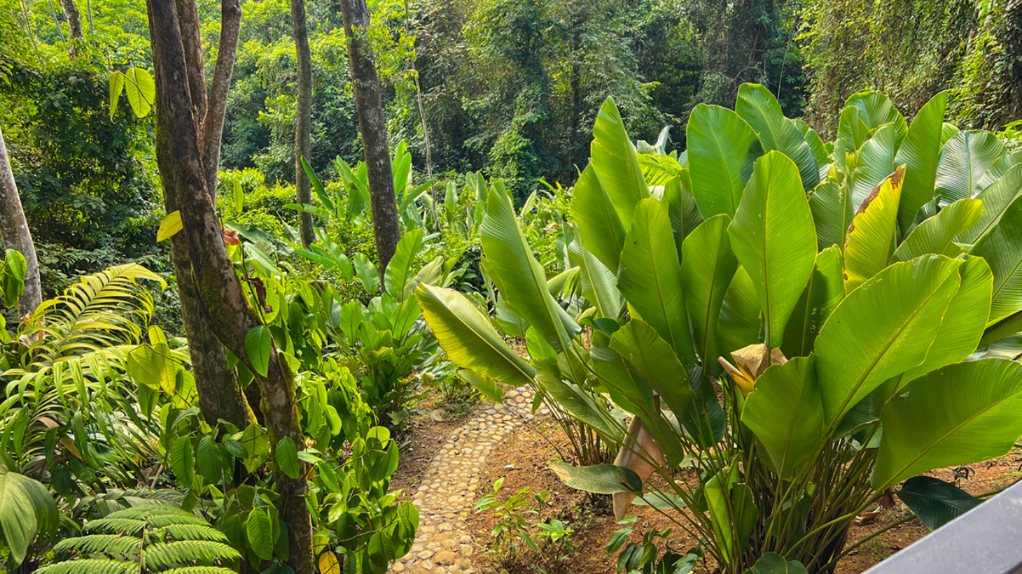 Rainforest Retreat with a Forested Setting and Good Rental History in Lagunas selected