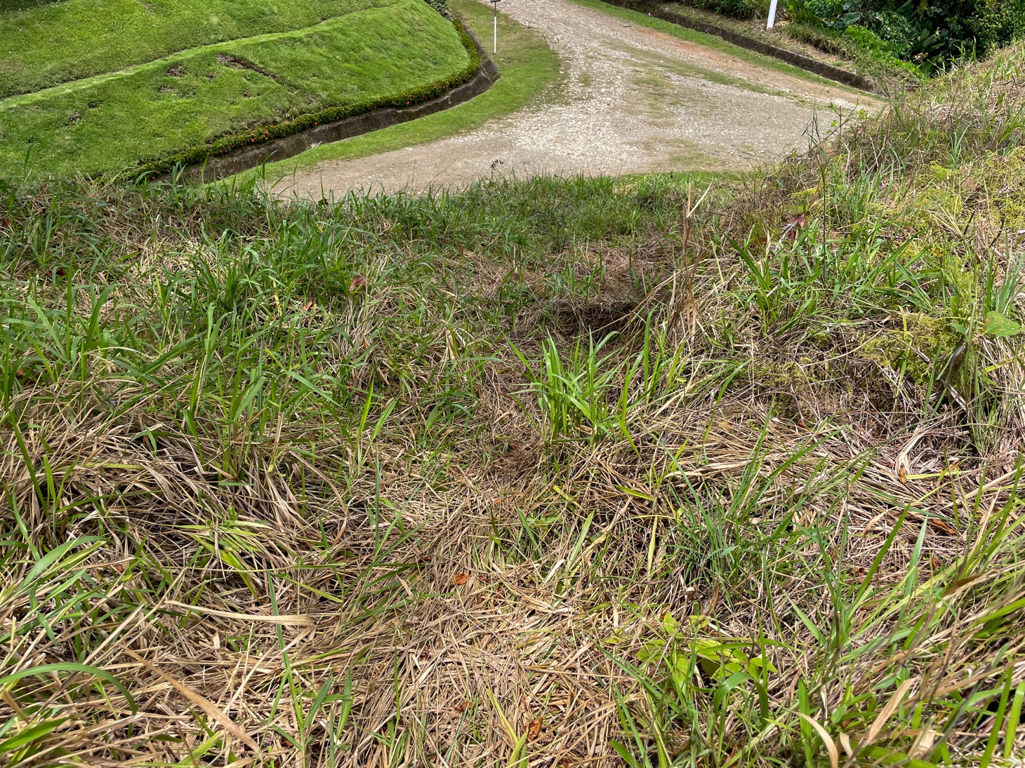 Stunning Lot for Sale in Southern Costa Rica – A Rare Opportunity! selected