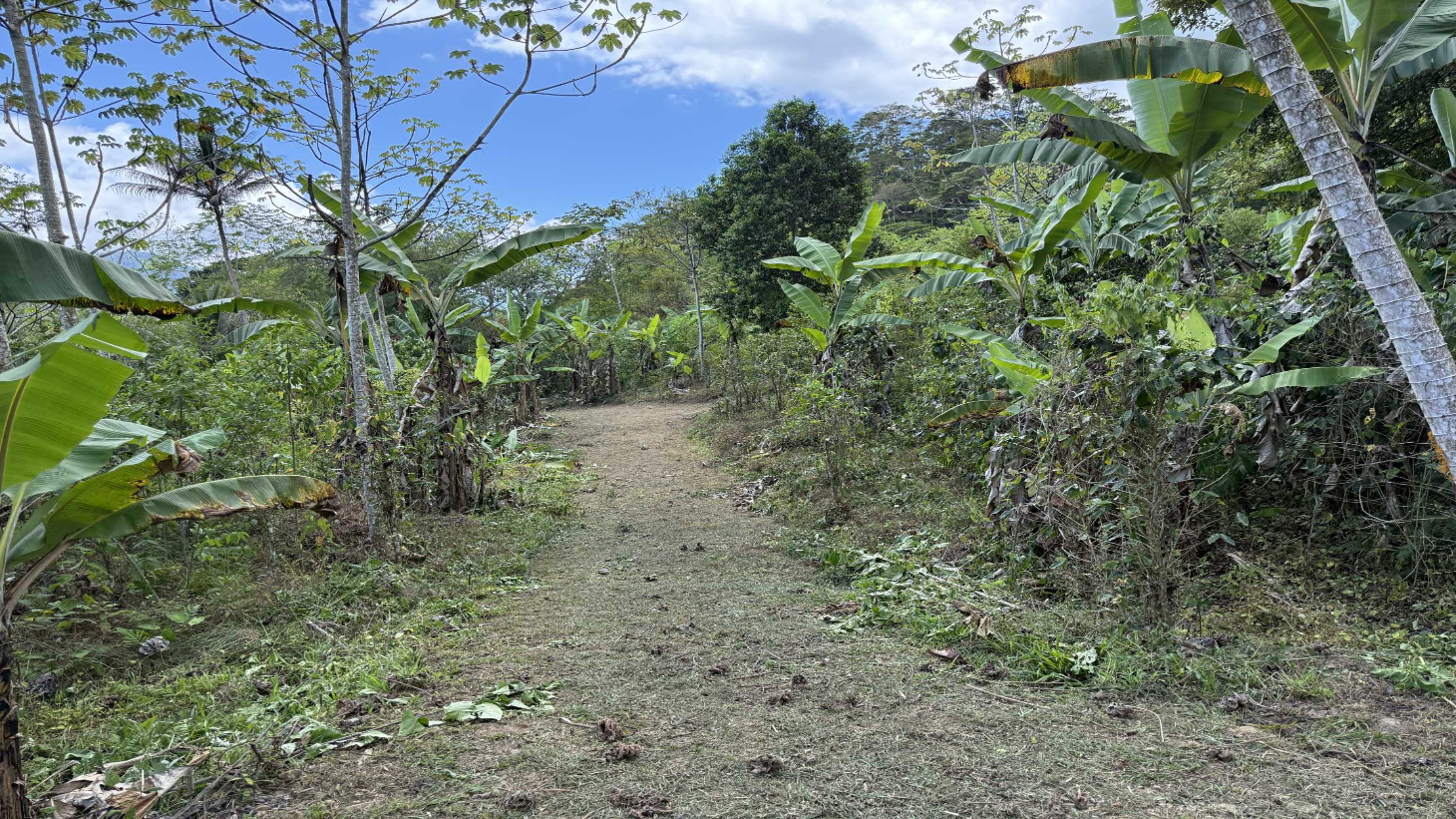 Jungle Lot with 3+ Building Sites, Legal Water, Electricity on Public Road with Big Valley & Mountain Views near San Josecito Costa Rica selected
