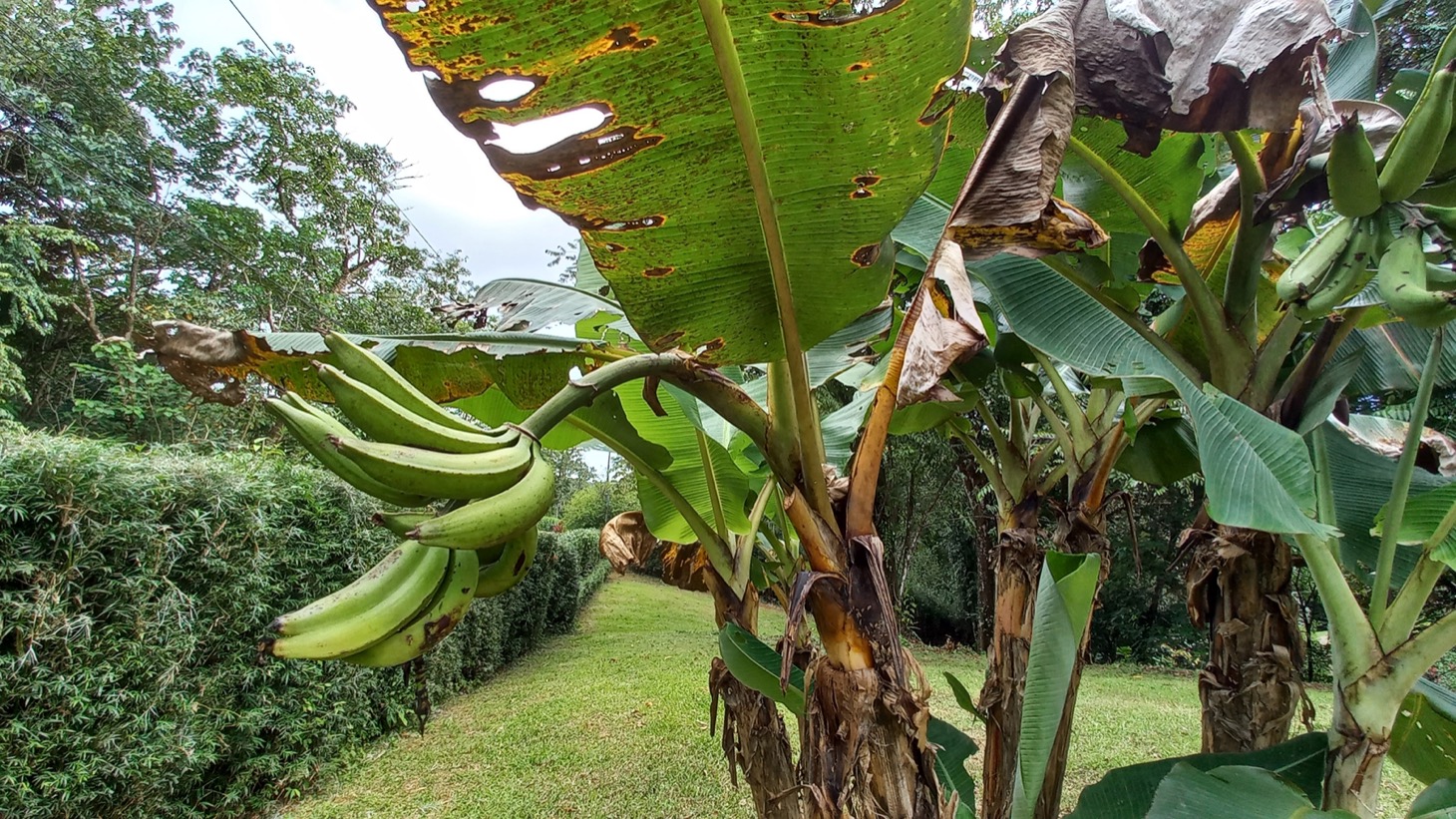 1.8 Acre All Usable Land with Pocket Ocean View Ripe for Development selected