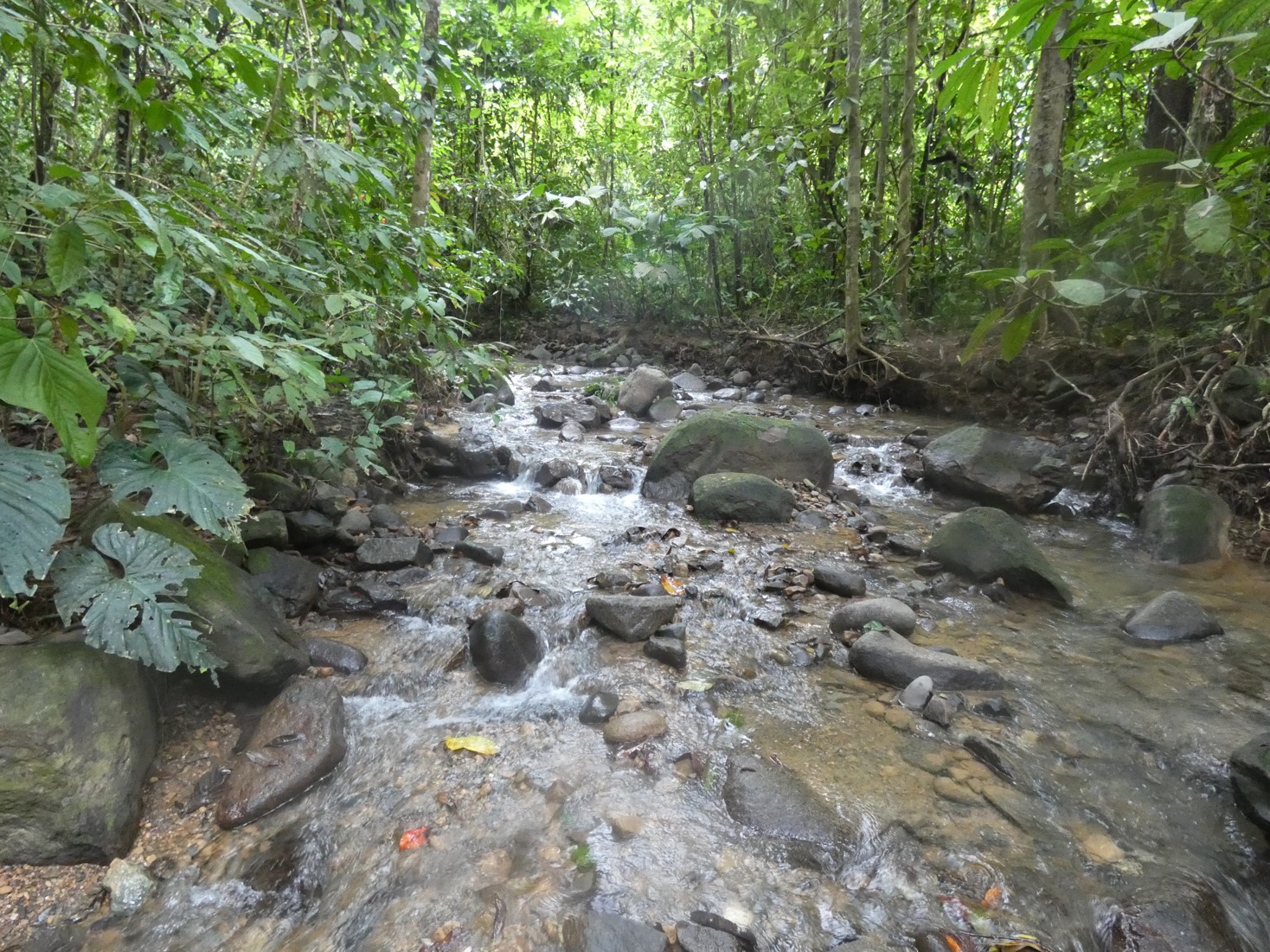 Discover Your Dream Lot in the Heart of Caracara Ridge, Ojochal selected