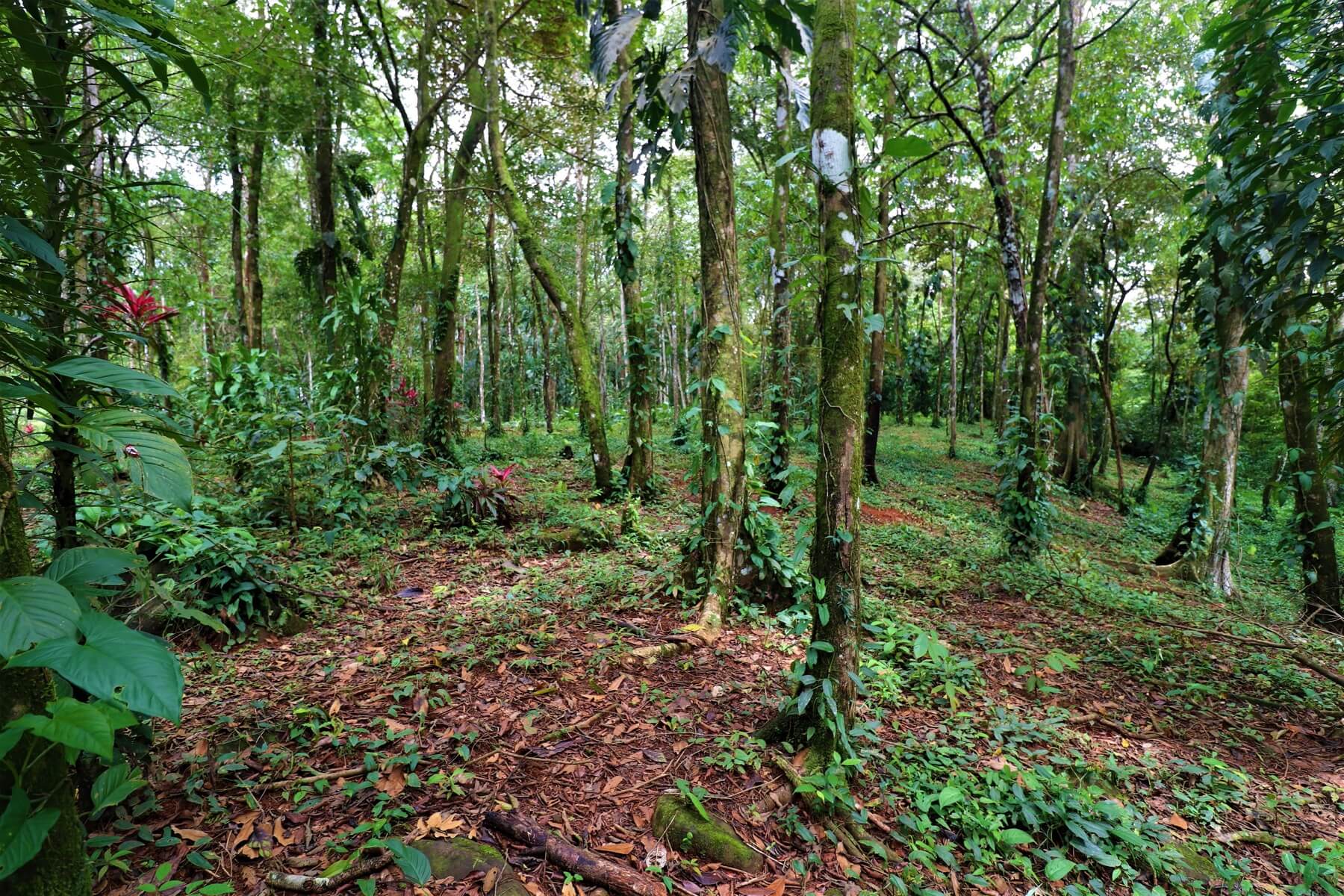 Prime Commercial Property In Uvita selected