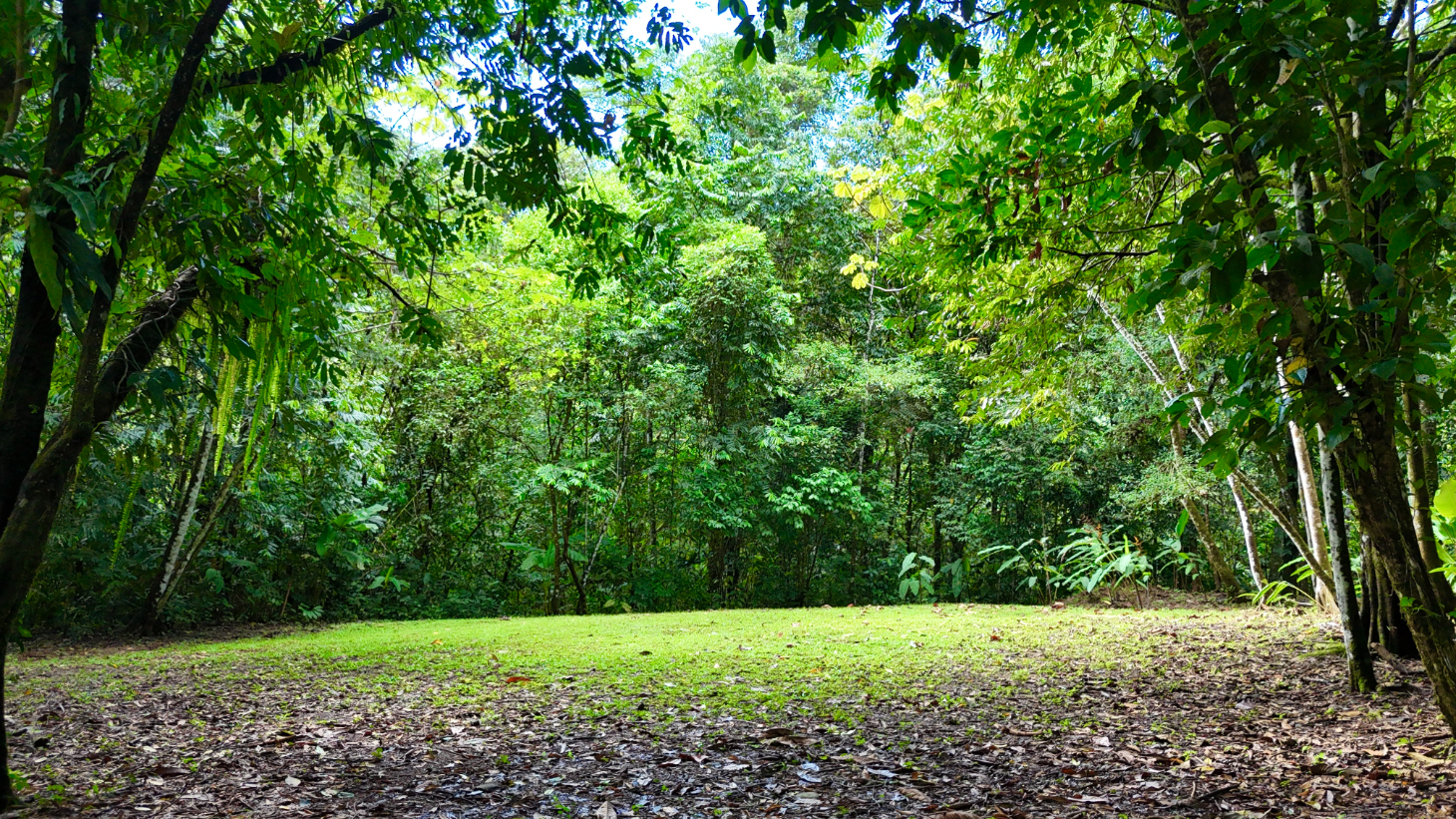 Selva Vista Estate – 5.9 Acres of Wild Beauty selected