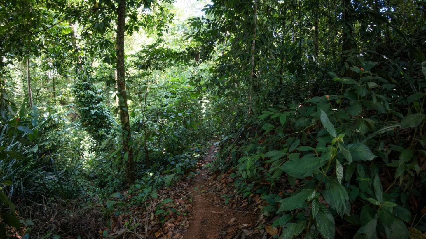 Tropical Sanctuary Above Uvita: 5-Acre Jungle Estate with incredible Mountain Views selected