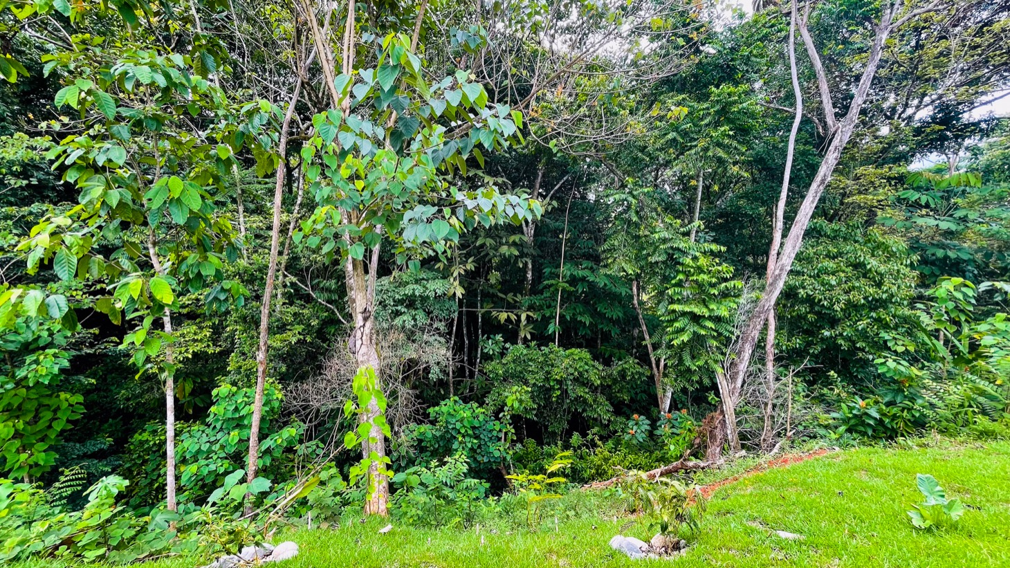 Brand New 2 Bedroom Home on Acreage Backing onto Jungle and Creek selected