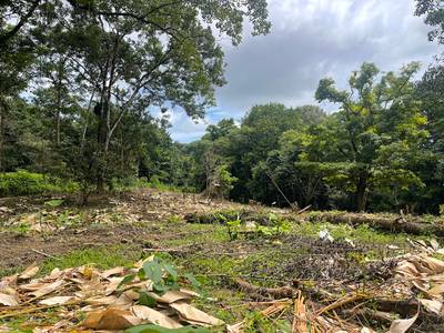 3.5 Acres with River Frontage in Tres Ríos image 5