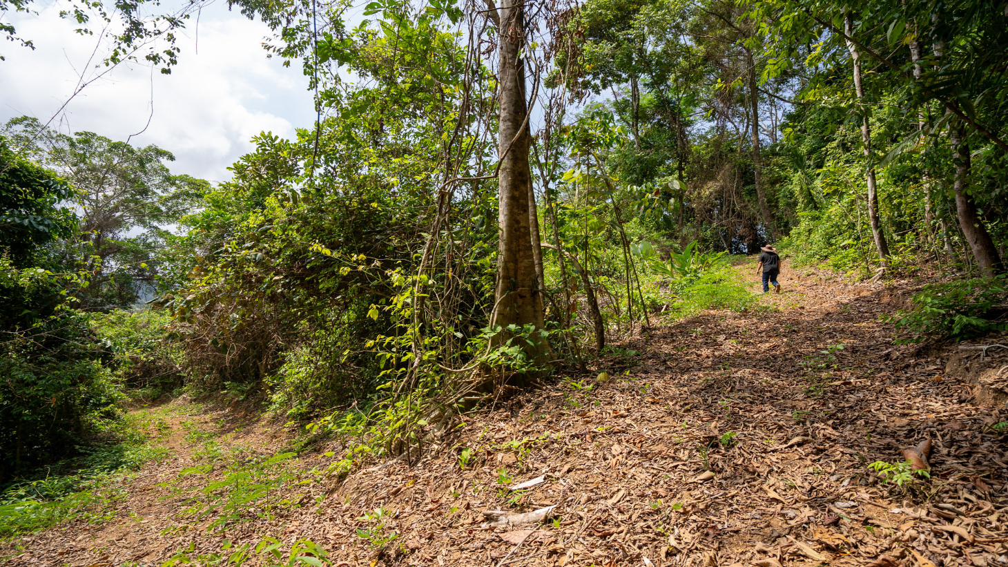 Rare 86-Acre Ocean View Estate Bordering Hacienda Barú – A Unique Opportunity for Conservation and Development selected