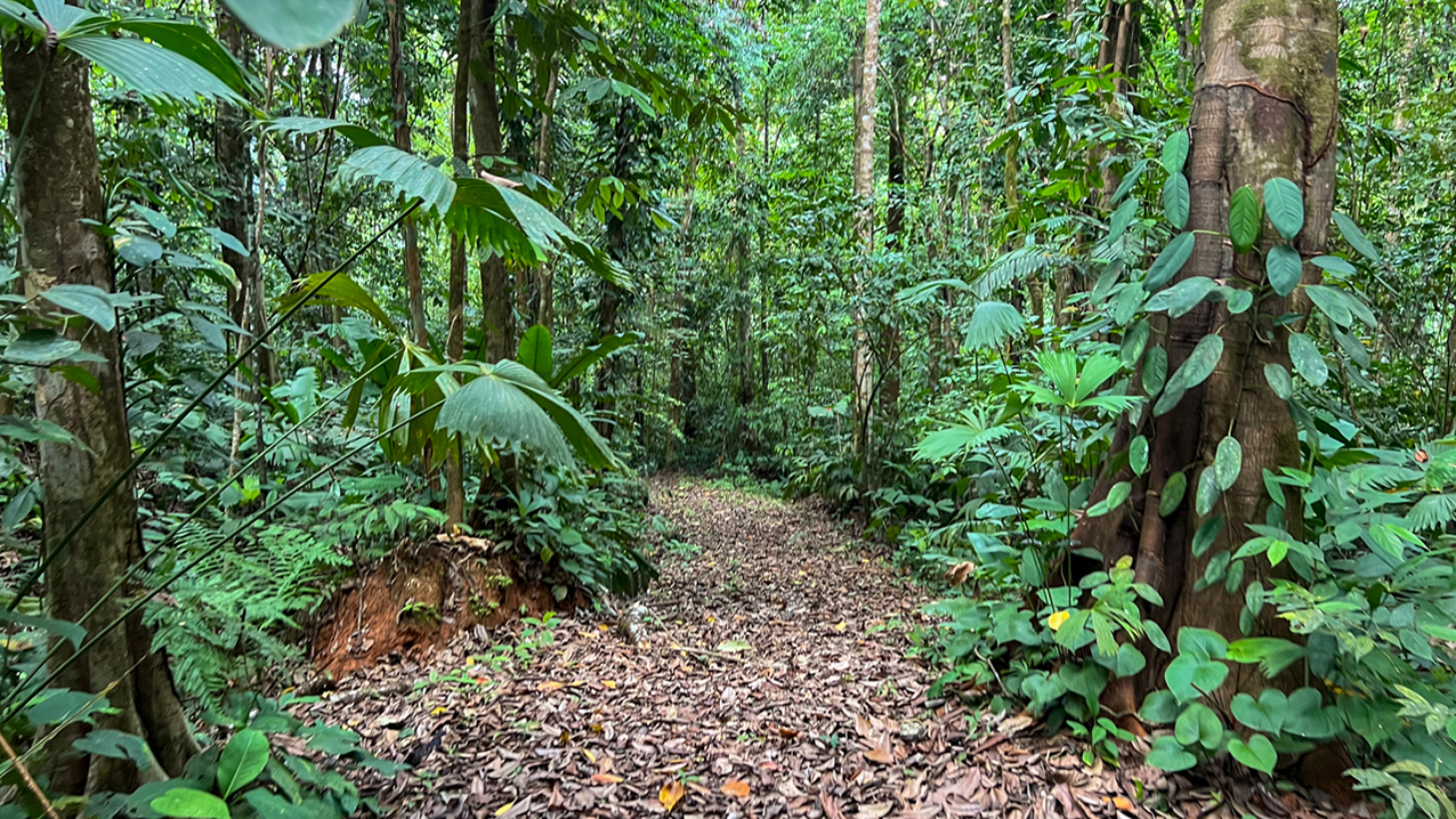 Riverfront Property with Primary Forest Close to Uvita Beaches selected