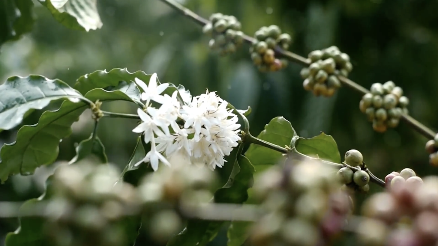 Mountain View Home Site with Seasonal Waterfall and Mature Fruit Trees selected