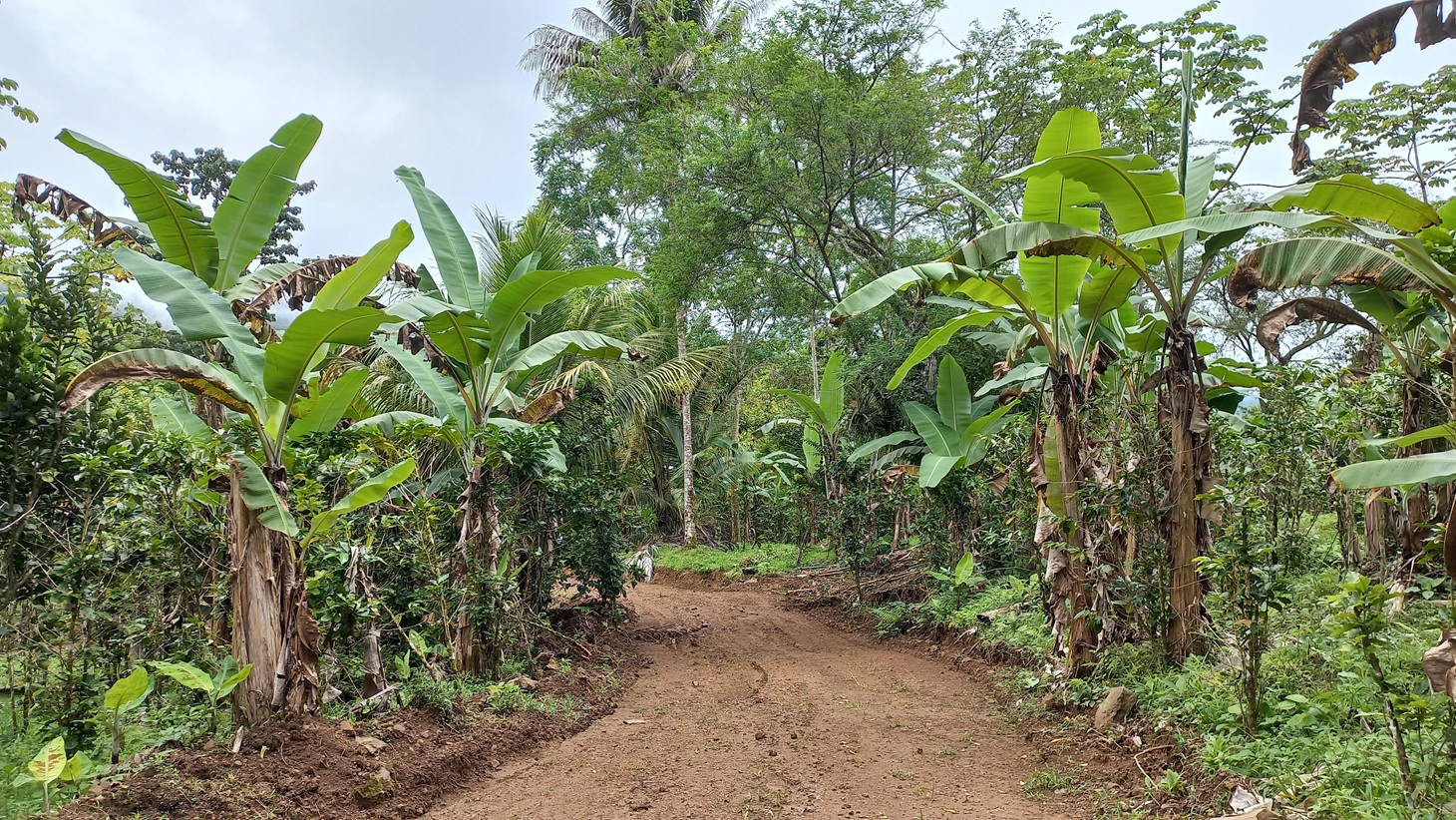 Mountain View Land with Several Building Sites and Mature Fruit Trees selected