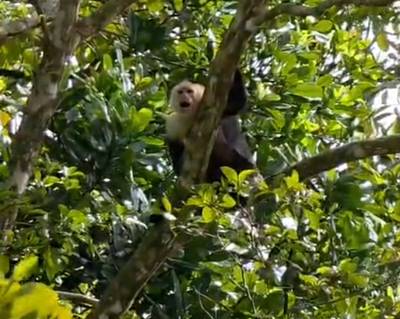 Jungle Canopy Retreat with Ocean View image 5