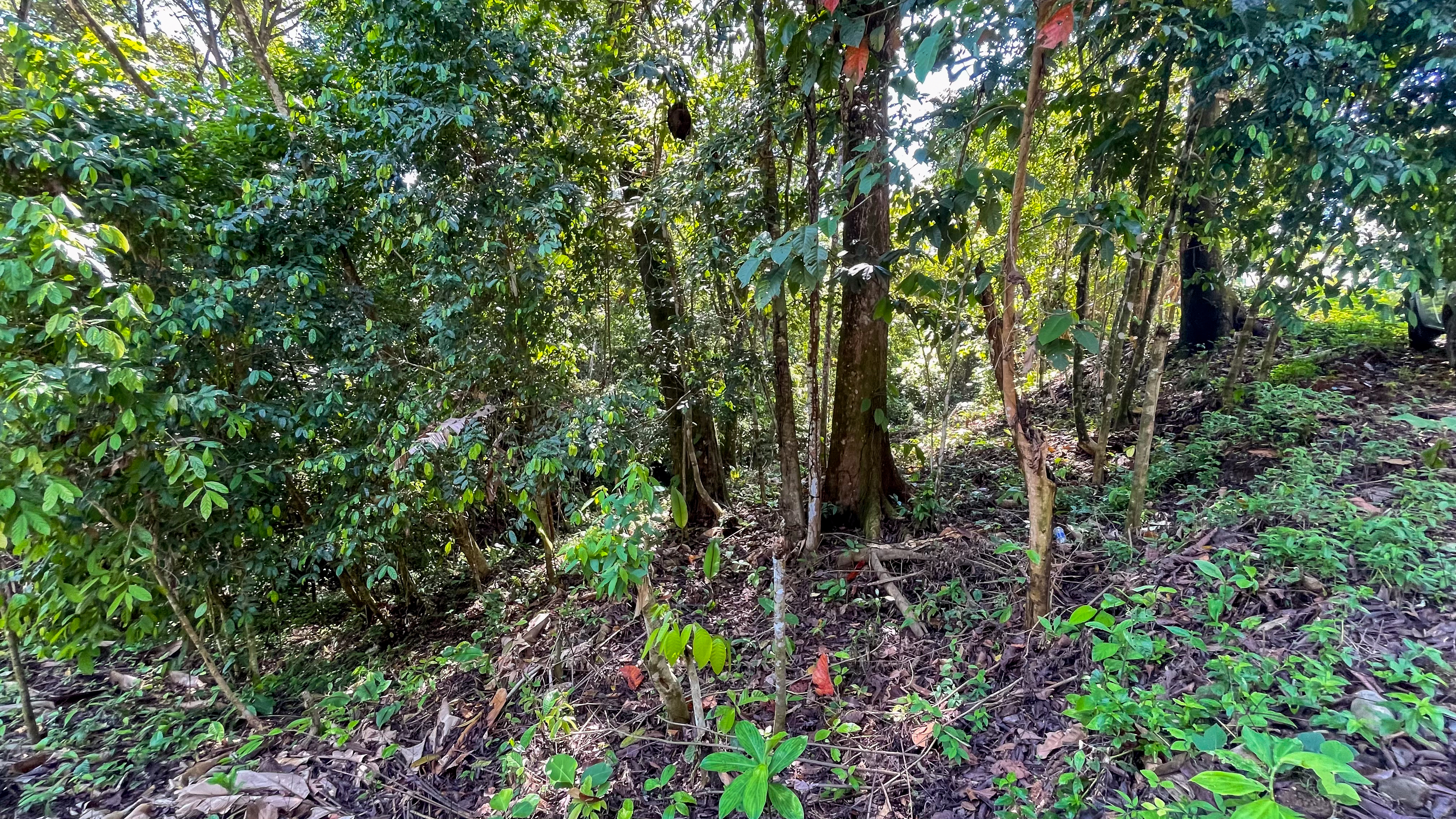 Tucked-Away Jungle Lot at the End of a Quiet Road — Ojochal, Costa Rica selected