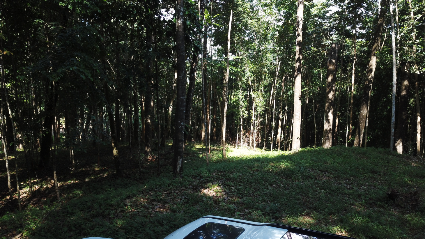 Build Ready Home Site with Easy Access in a Lush Rainforest Setting selected