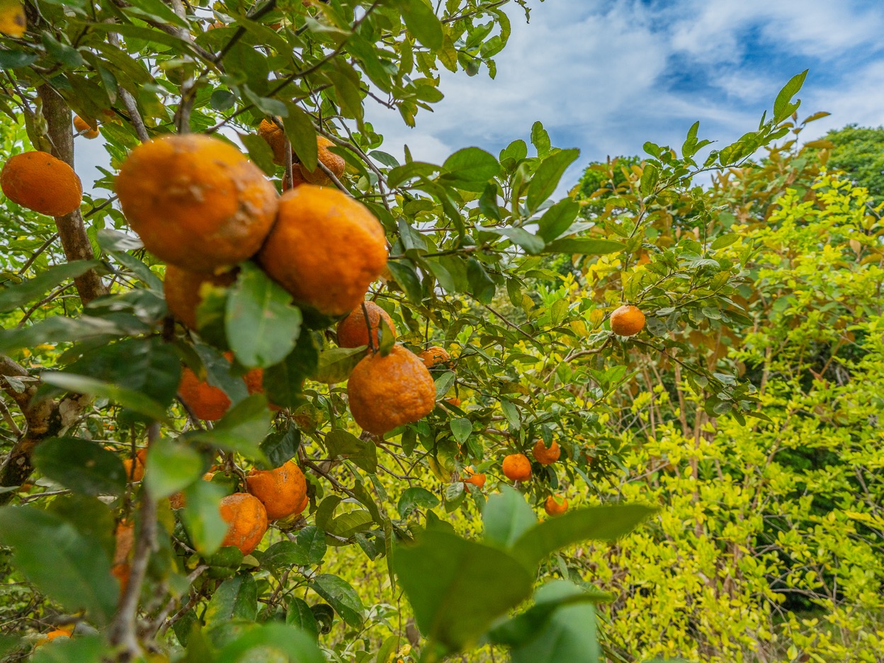 Ocean View Development Property with Waterfall Vista — 14.83 Acres in San Luis de Morete, Near Uvita selected
