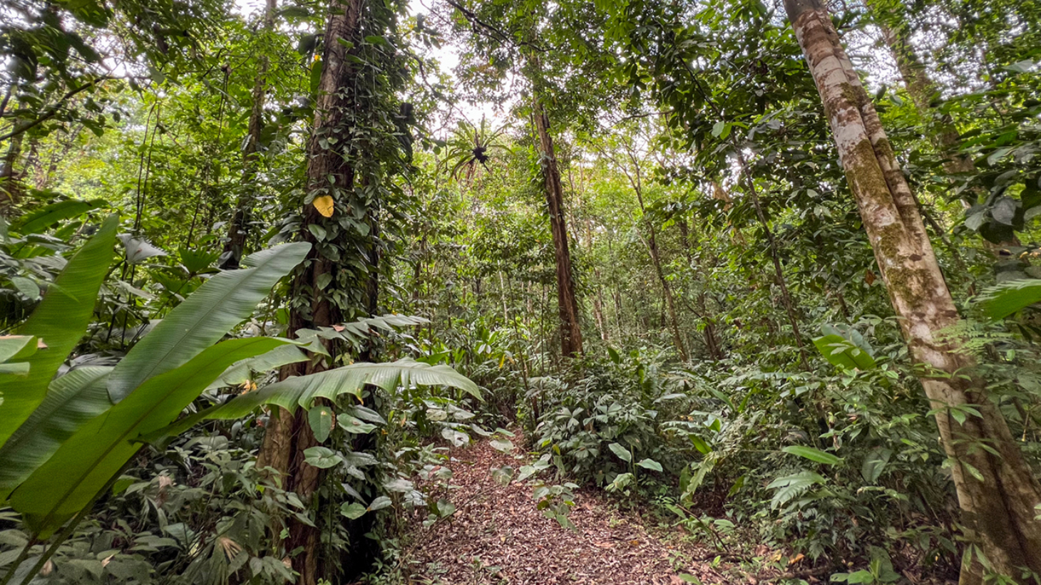 Riverfront Property with Primary Forest Close to Uvita Beaches selected