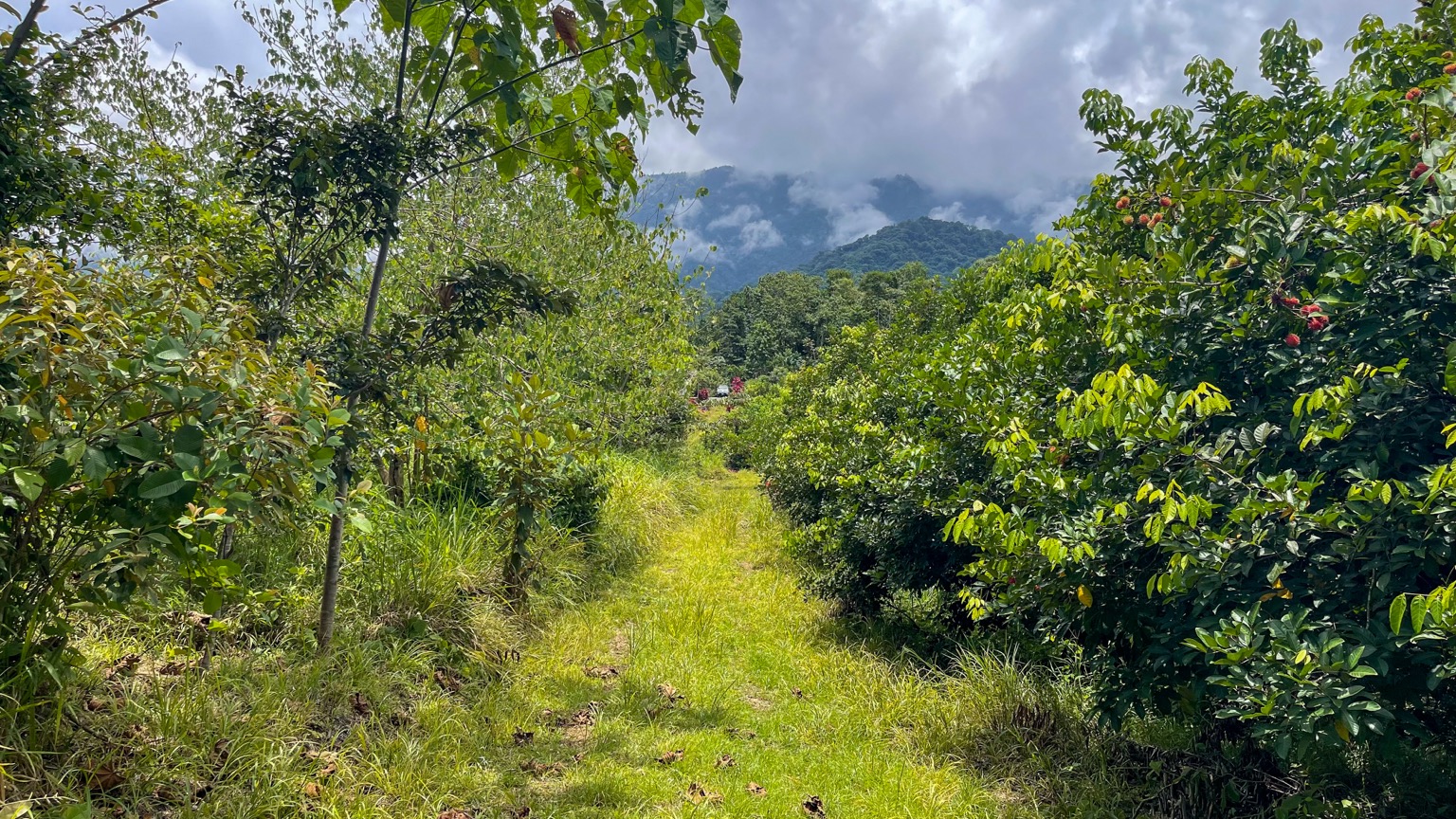 Premium 9.3-Hectare Farm for Sale in Ojochal, Costa Rica selected