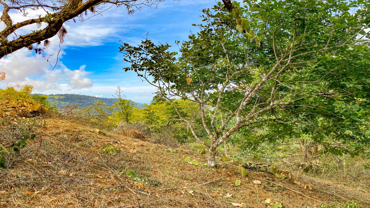 1.5 Acre Ocean & Mountain View Lot Near Uvita | Legal Water & Privacy selected
