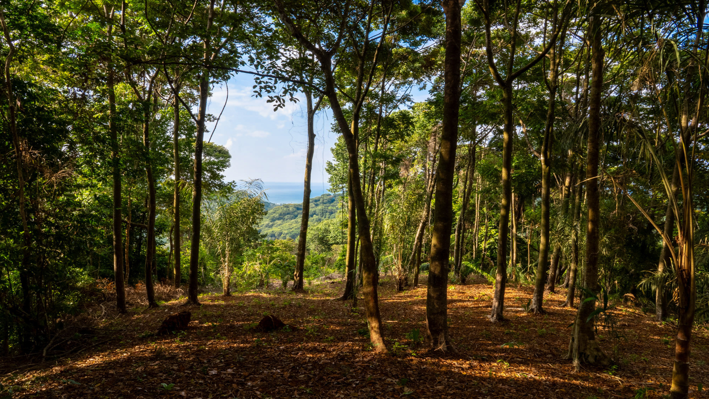 Rare 86-Acre Ocean View Estate Bordering Hacienda Barú – A Unique Opportunity for Conservation and Development selected
