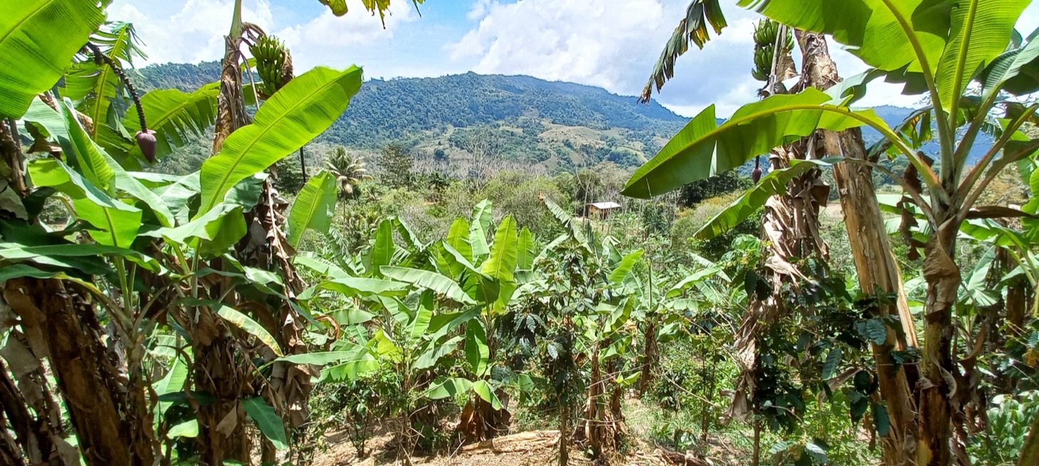 Mountain View Home Site with Seasonal Waterfall and Mature Fruit Trees selected