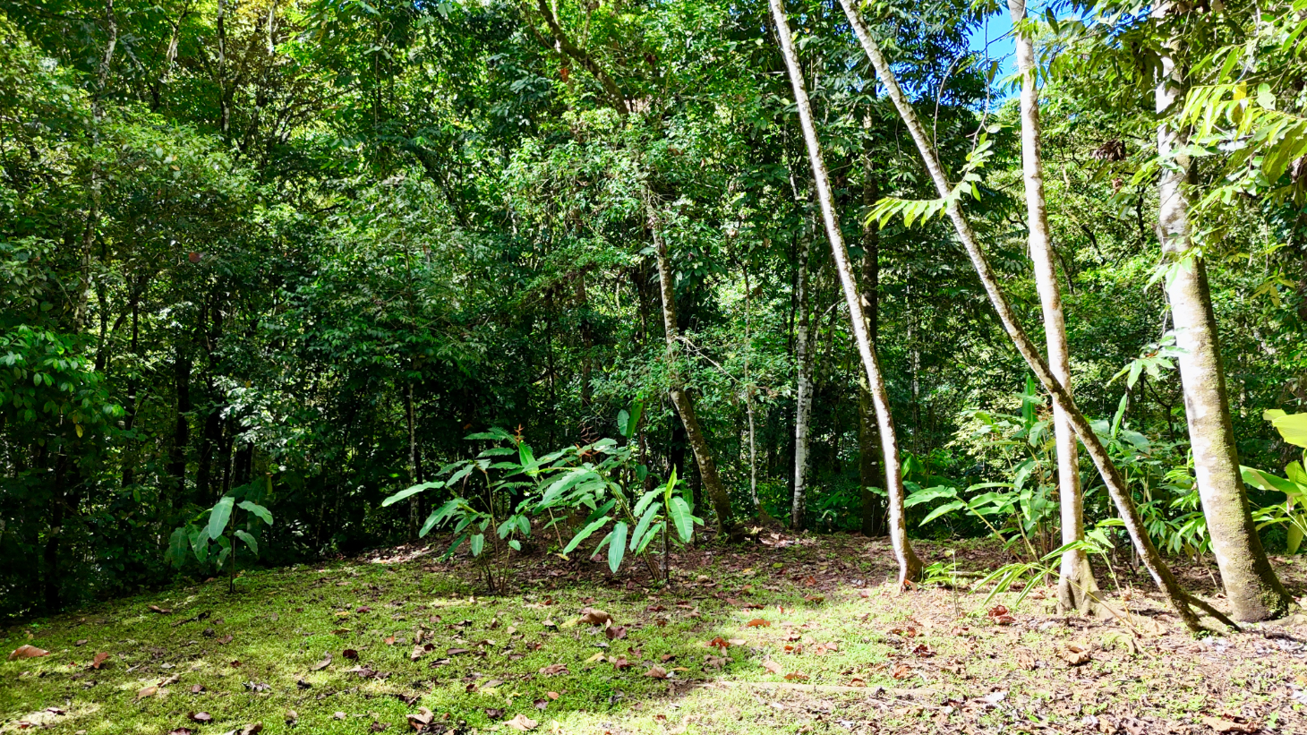 Selva Vista Estate – 5.9 Acres of Wild Beauty selected
