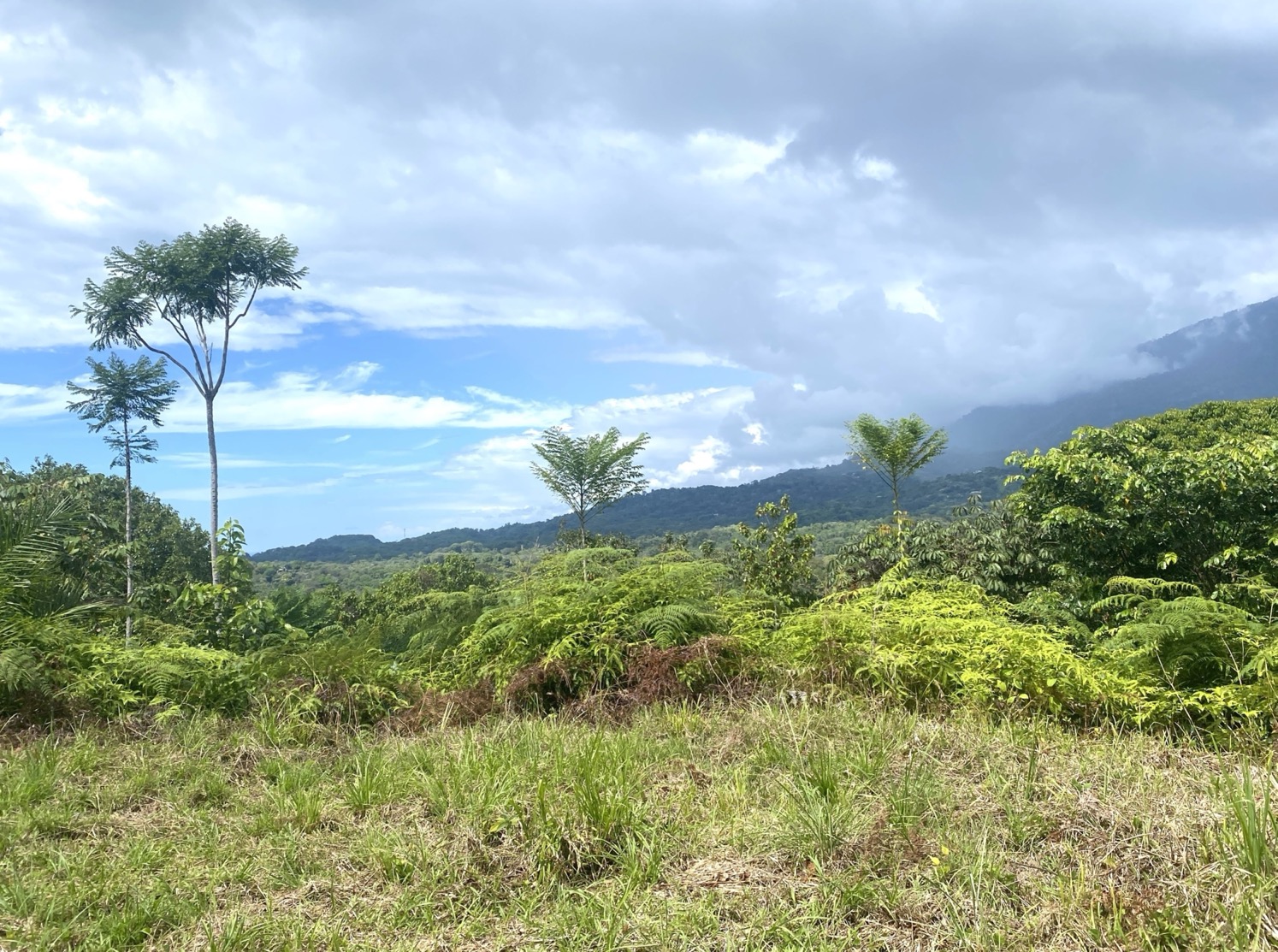 Two Ocean View Properties in Ojochal – 5.33 Acres of Pure Paradise selected