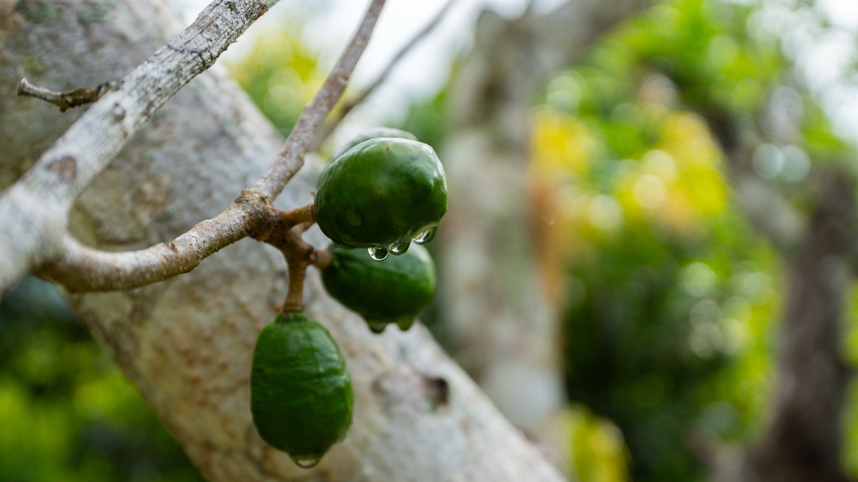 Ocean View Development Property with Waterfall Vista — 14.83 Acres in San Luis de Morete, Near Uvita selected