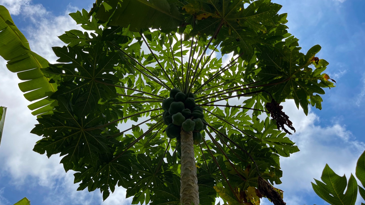 Mountain View Land with Several Building Sites and Mature Fruit Trees selected