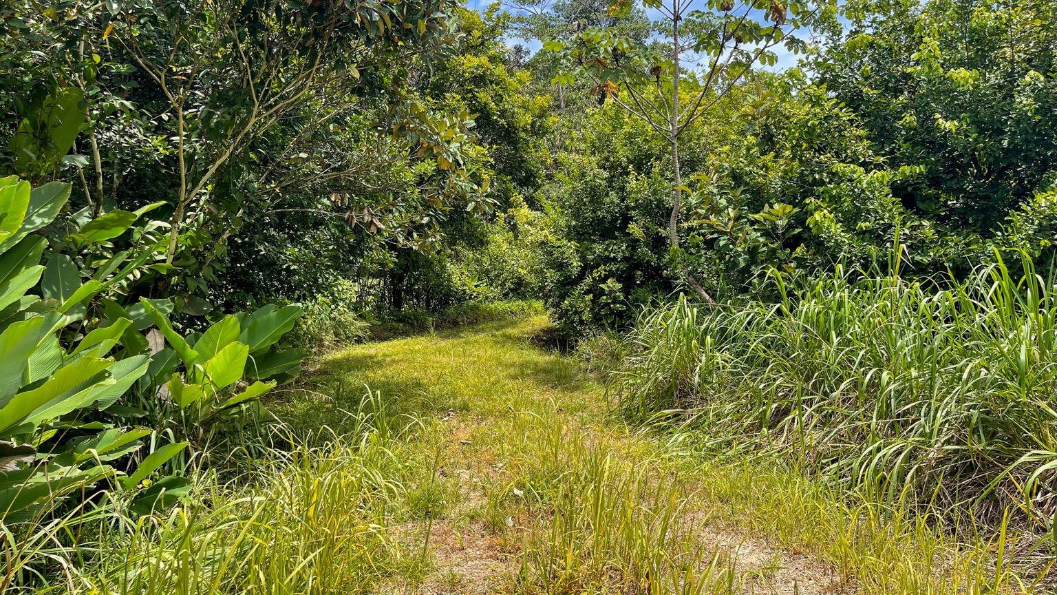 Premium 9.3-Hectare Farm for Sale in Ojochal, Costa Rica selected
