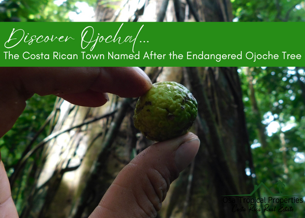 Discover Ojochal: The Costa Rican Town Named After the Endangered Ojoche Tree
