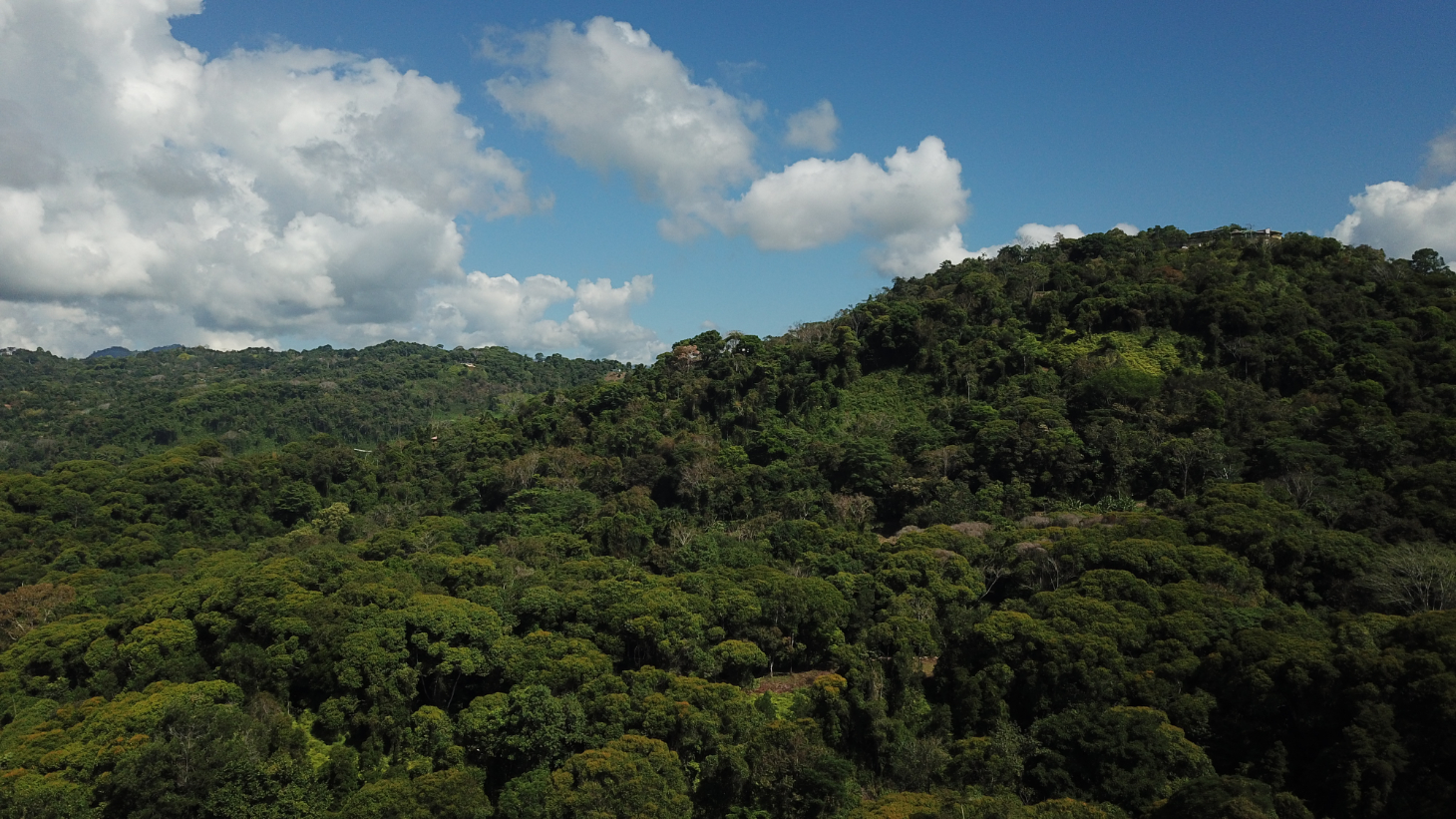 Build Ready Home Site with Easy Access in a Lush Rainforest Setting selected
