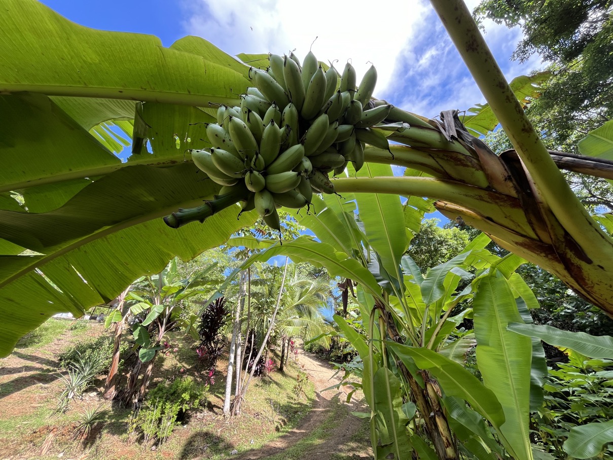 Charming Mountain Retreat in Vergel de Osa – Minutes from Ojochal, Beaches, and Waterfalls selected