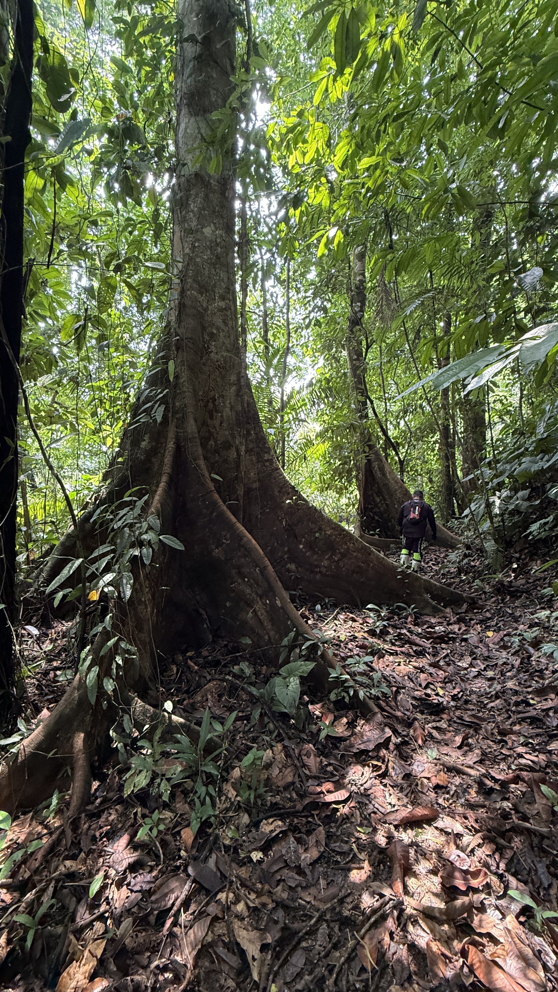 A Living Jungle Sanctuary on the River — 86 Hectares in Sabalo, Costa Rica selected