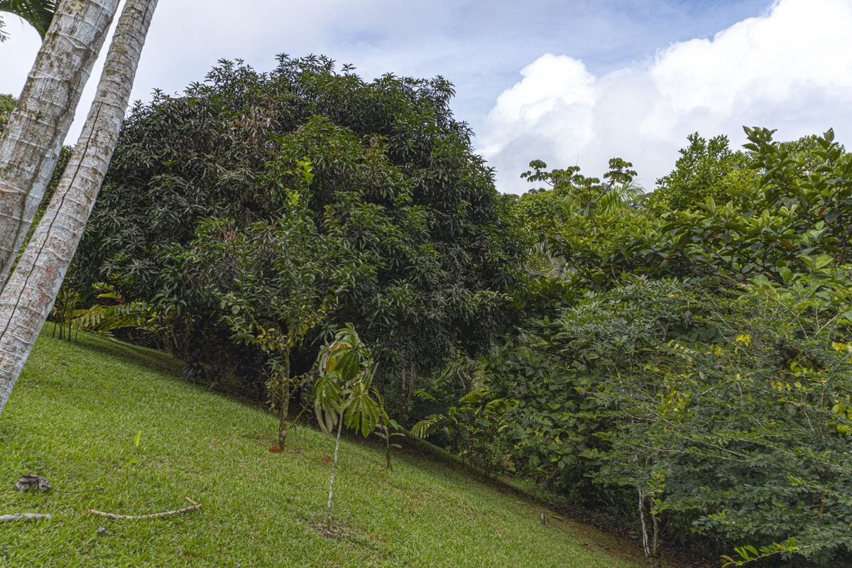 Serene Costa Rican Jungle Retreat with Waterfalls & Wildlife selected