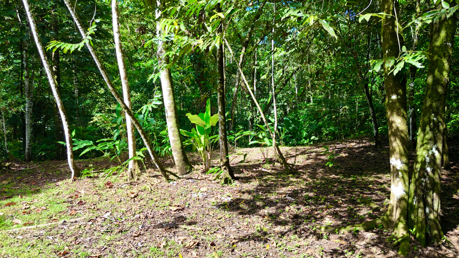 Selva Vista Estate – 5.9 Acres of Wild Beauty selected