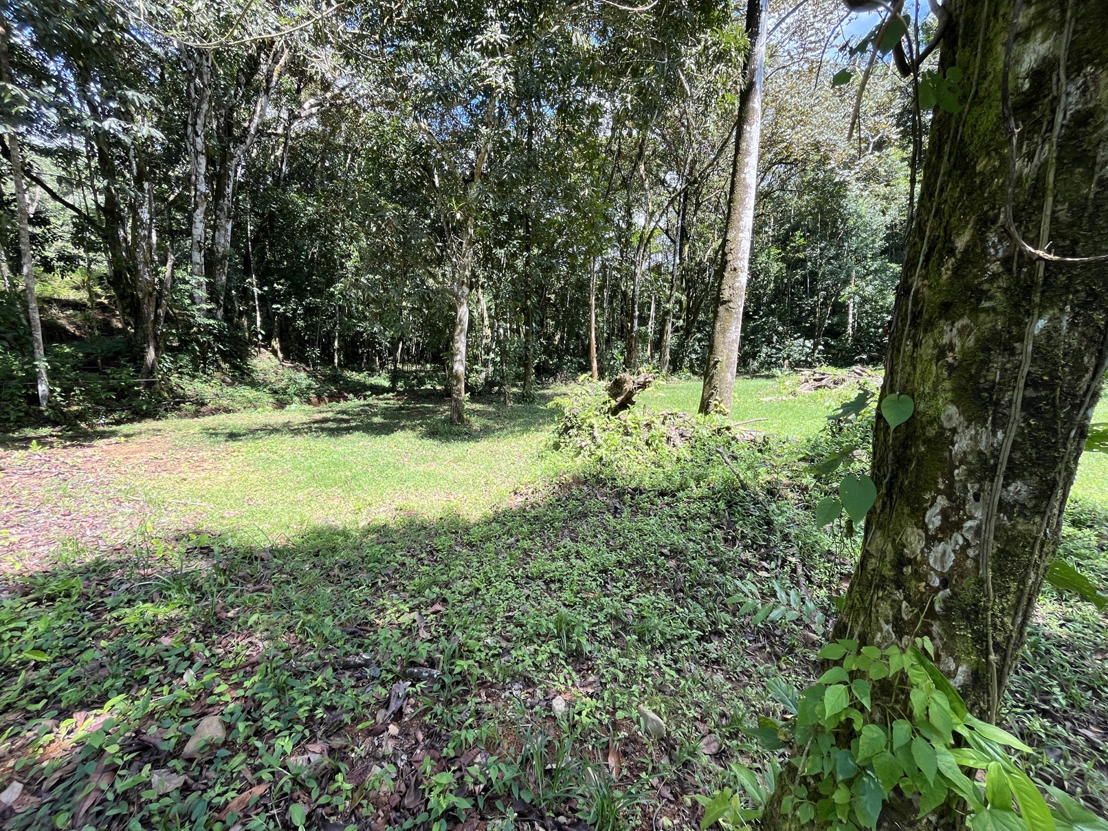 Flat Lot in Tortuga: Your Dream Project Awaits selected