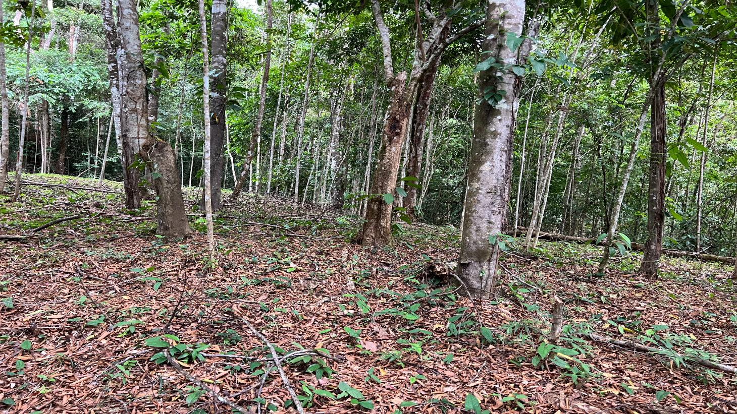 Build Ready Home Site with Easy Access in a Lush Rainforest Setting selected
