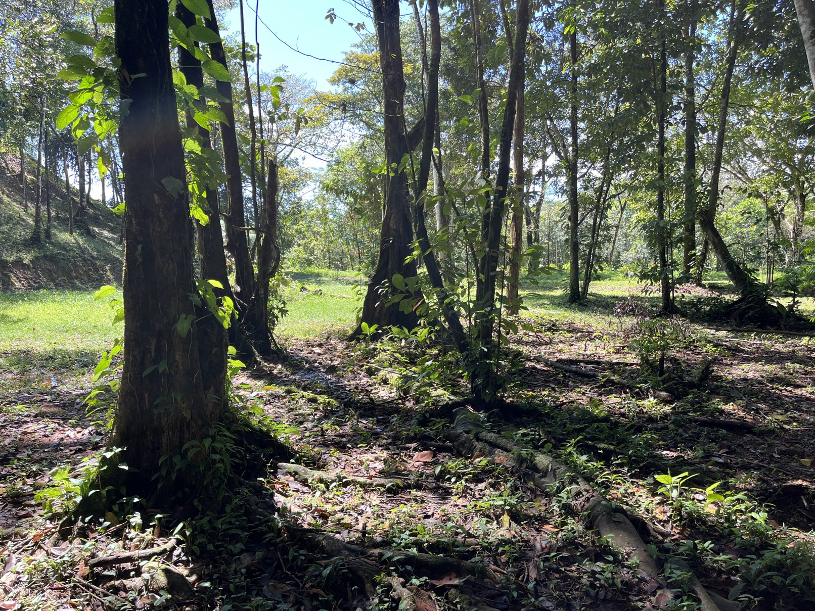 Flat Lot in Tortuga: Your Dream Project Awaits selected