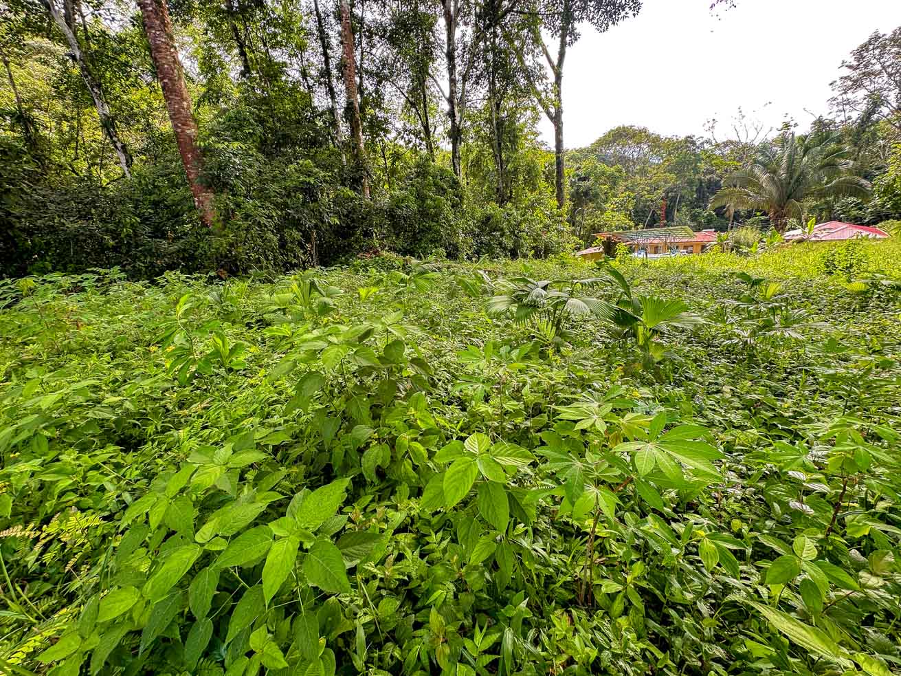 Private Jungle-Border Lot in Ojochal – Ready to Build, Gated Community, River Access selected