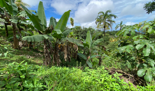 2.9 ACRES – Tons of Fruit Trees, 3 Bedroom Tico Home Plus Bodega In Tinamastes selected