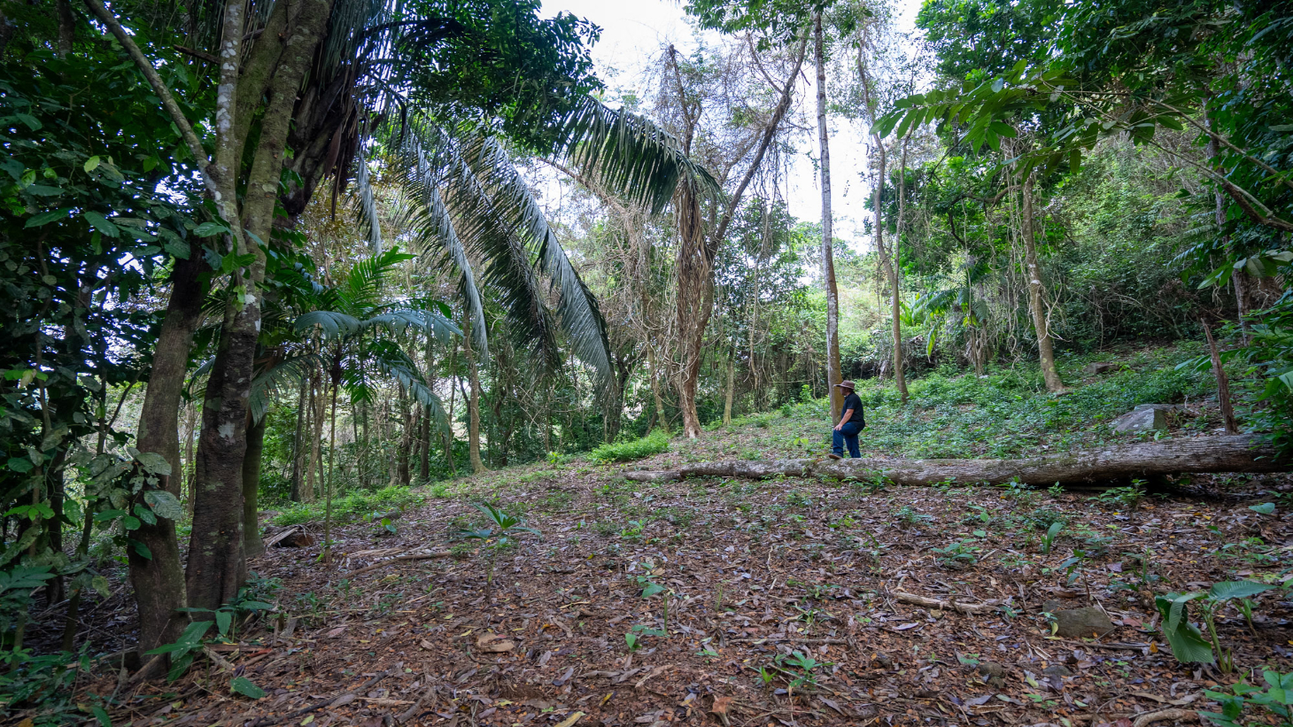 Rare 86-Acre Ocean View Estate Bordering Hacienda Barú – A Unique Opportunity for Conservation and Development selected