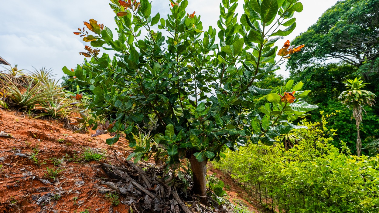 Ocean View Development Property with Waterfall Vista — 14.83 Acres in San Luis de Morete, Near Uvita selected