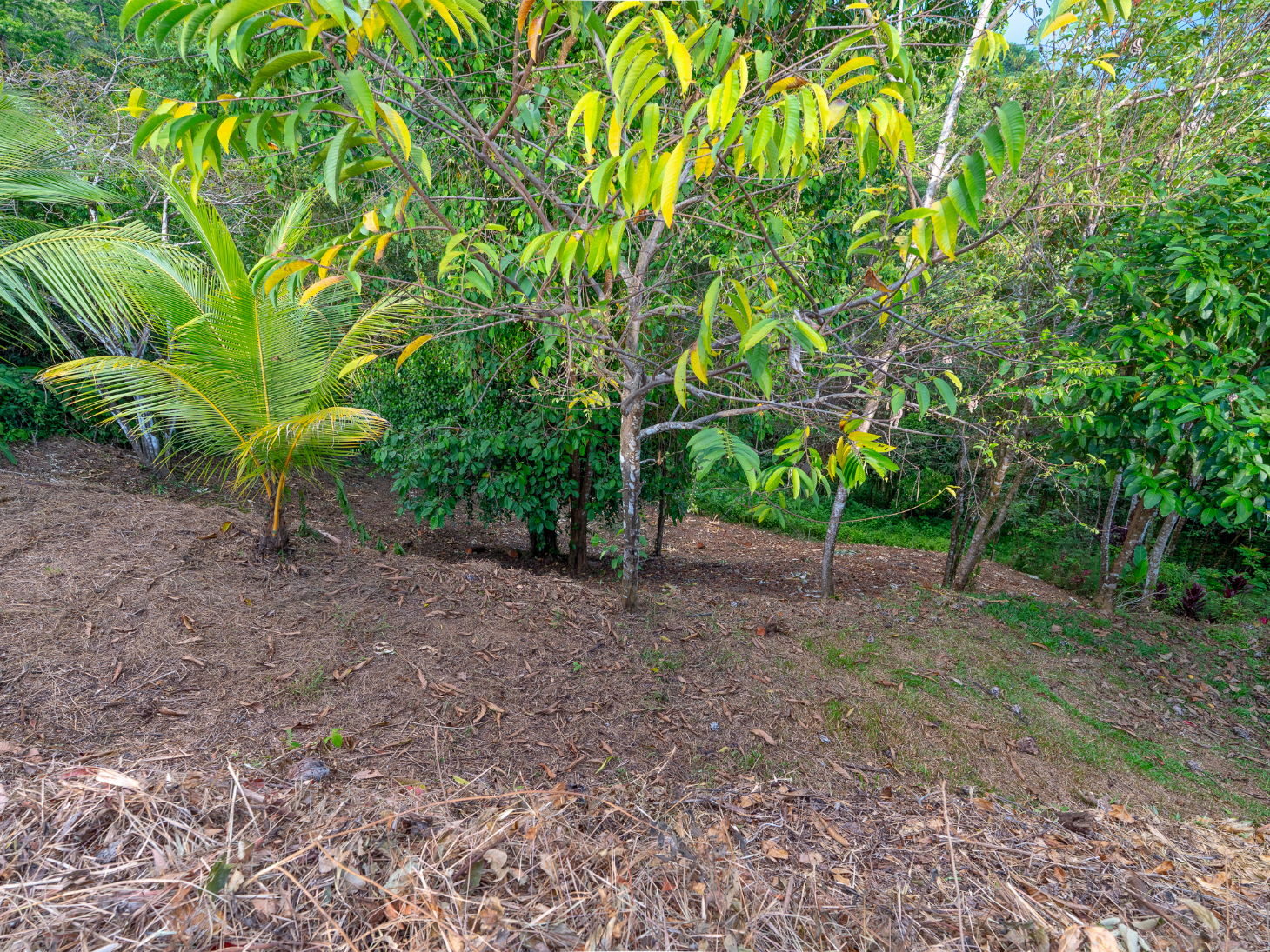 Ocean & Sunset View Lot for Sale in Ojochal, Costa Rica selected