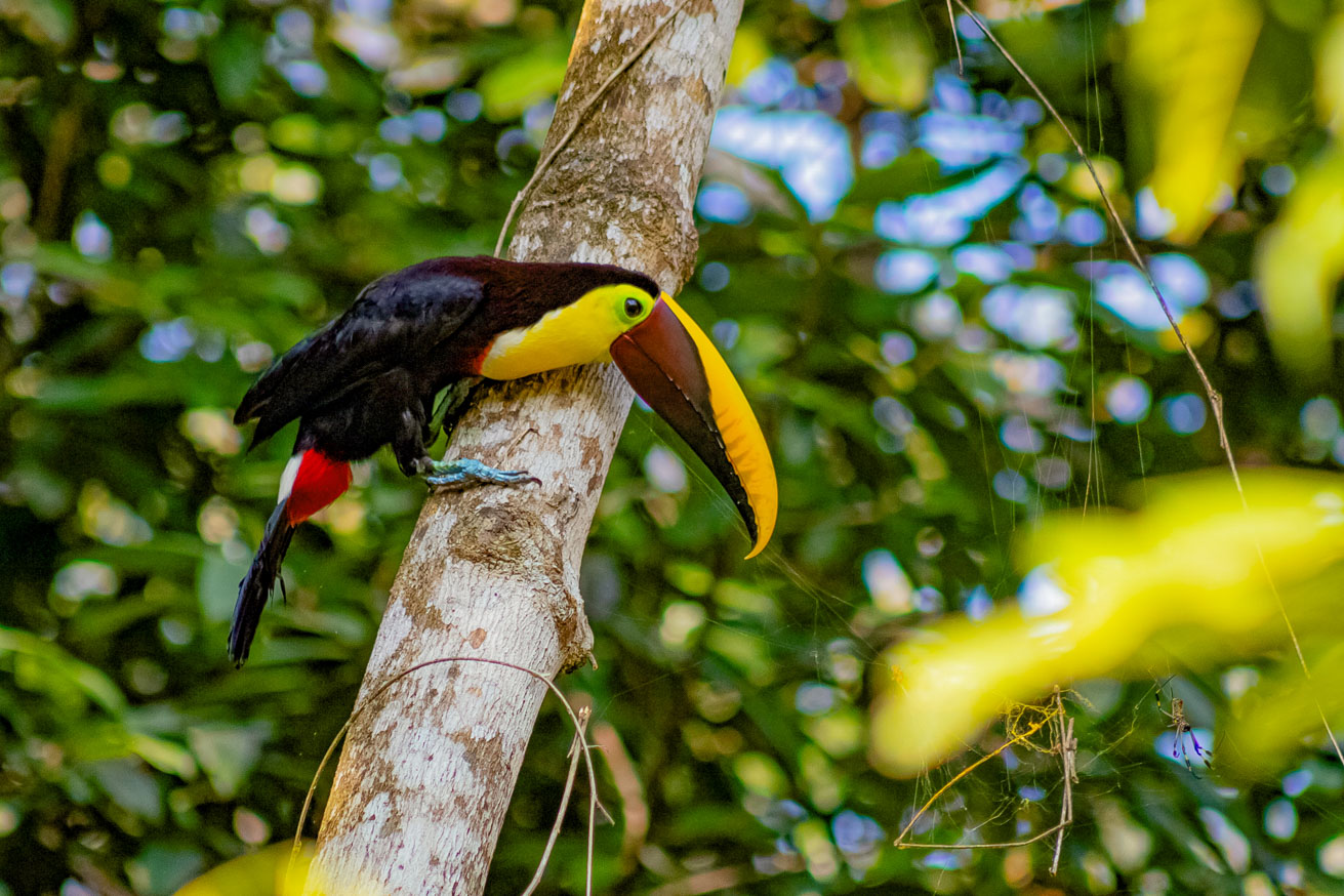 Exceptional 12-Acre Investment Property in Central Ojochal – Riverfront Jungle Estate with Home, Cabin, Workshop & Endless Development Potential selected