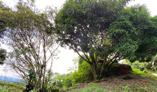 2.9 ACRES – Tons of Fruit Trees, 3 Bedroom Tico Home Plus Bodega In Tinamastes selected