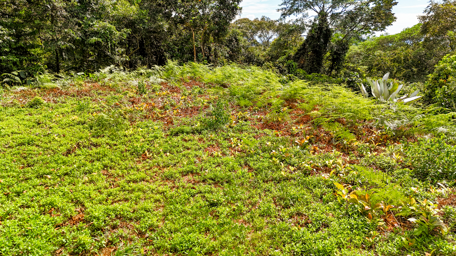 Jungle Lot for Sale in Ojochal With River & Waterfall selected