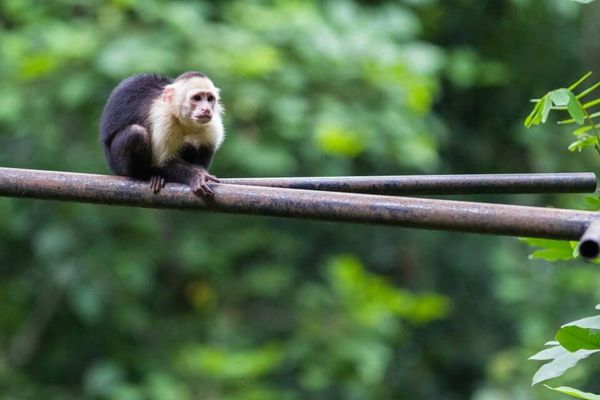 Costa Rica: A Dream Destination for  Every Eco-Minded Traveler