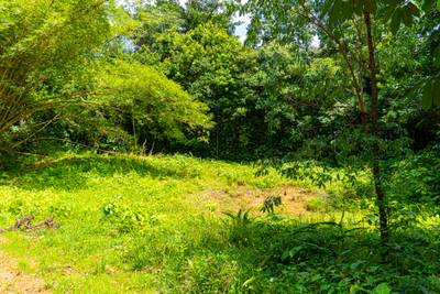 Serene 1.3-Acre Ready-to-Build Jungle Lot in San Buenas image 4